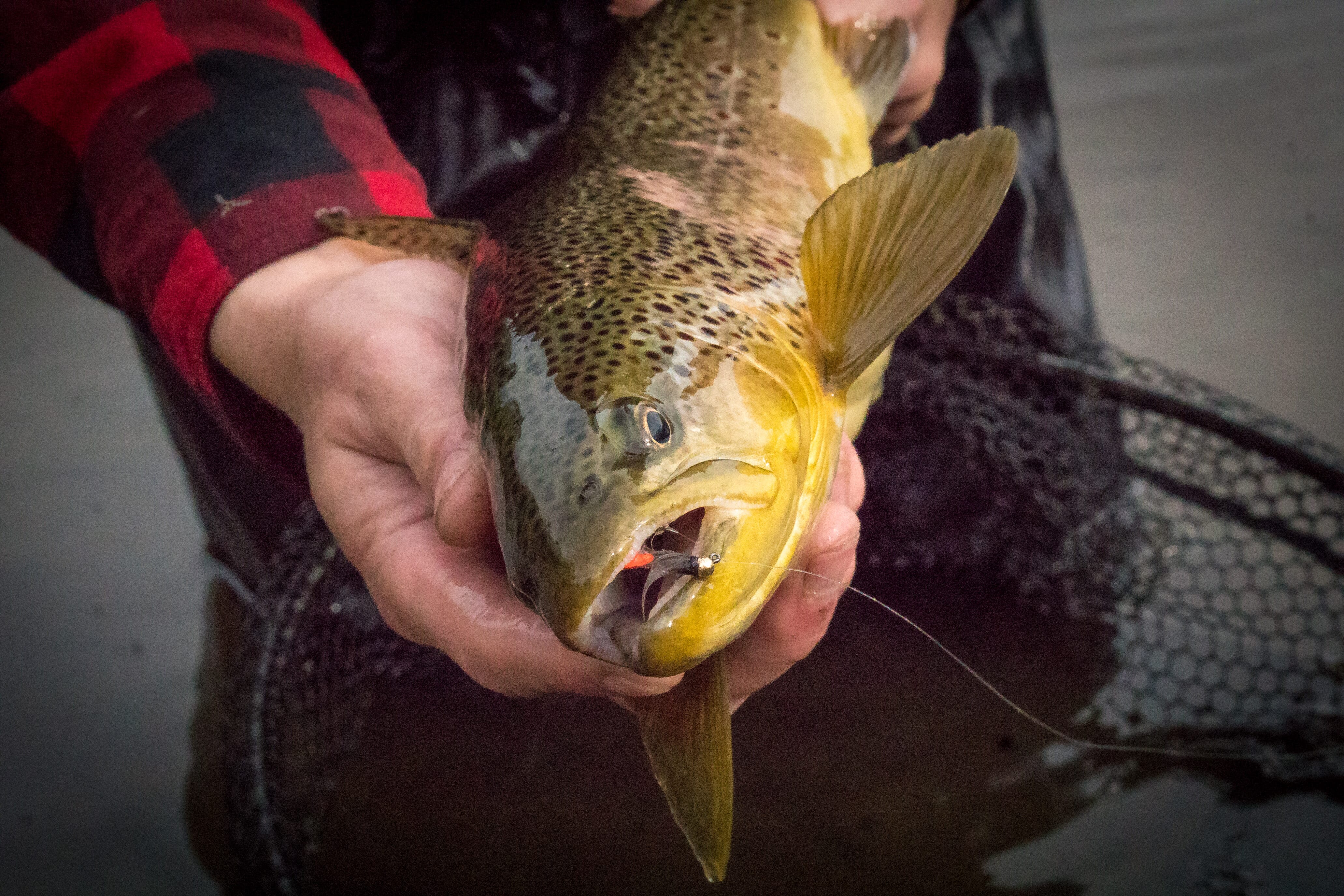 DSC02296-2.jpg DSC02296-2.jpg