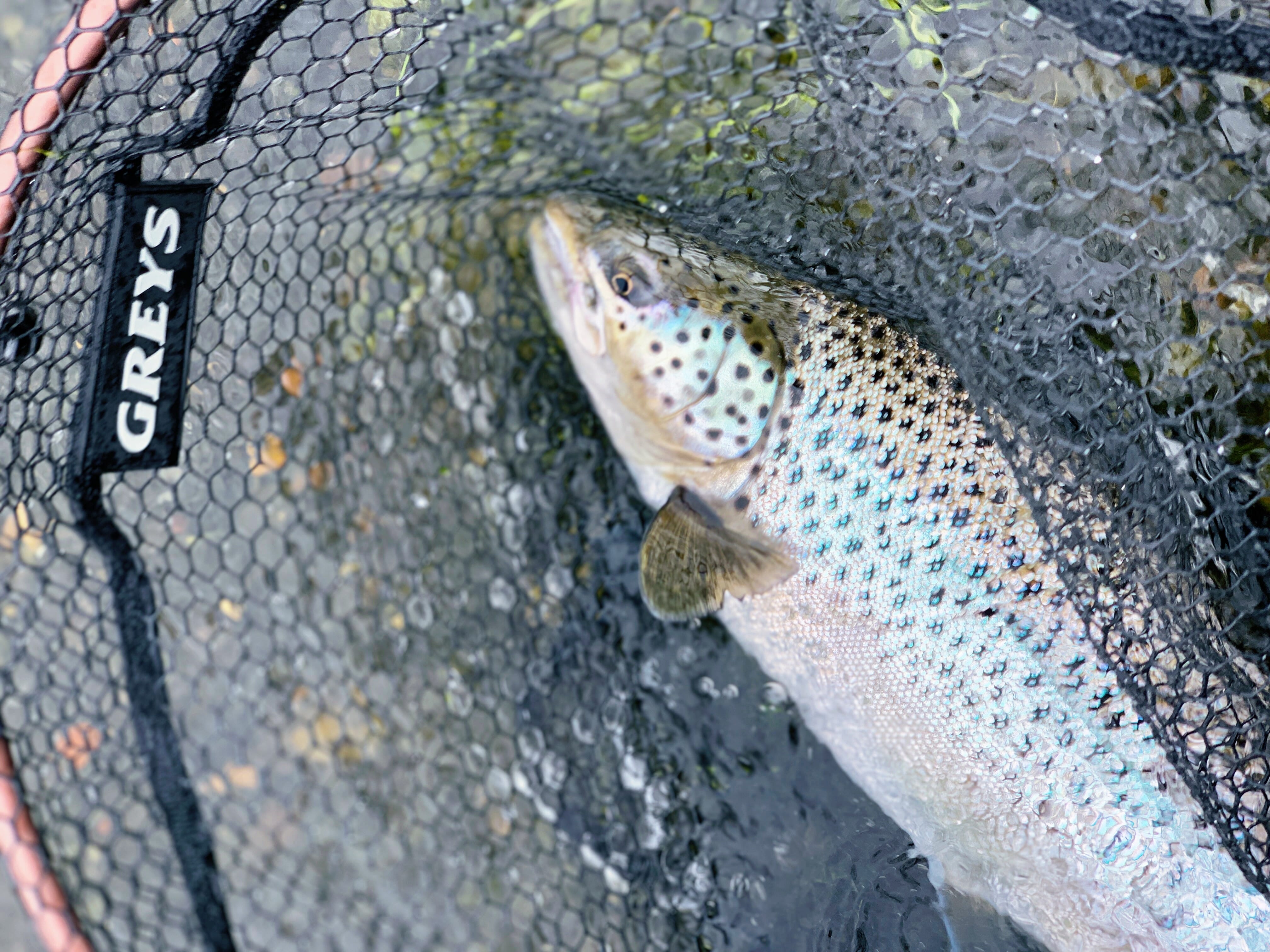 IMG_4618.JPG IMG_4618.JPG