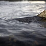 Sportsfiskerens metode og utstyrsguide  – Fiskemetode nr. 1: Haspel etter sjøørret
