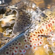 Sportsfiskerens metode og utstyrsguide – Fiskemetode nr. 4: Haspelfiske på fjellet