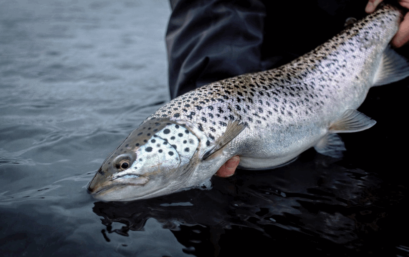 Ørret.png Ørret.png