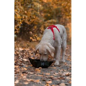 Non-Stop Trekking Bowl Black