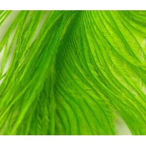 Hareline Ostrich Plume