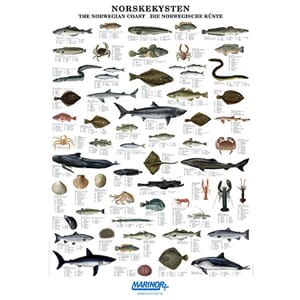 Plakat Norskekystens Fisker