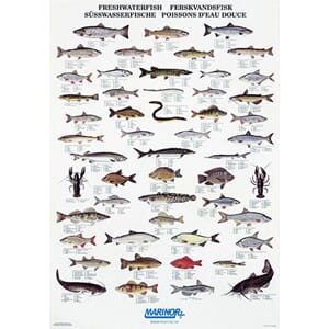 Plakat ferskvanns fisker