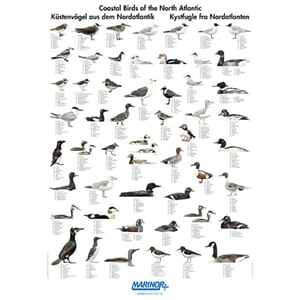 Plakat Kysten Fugler