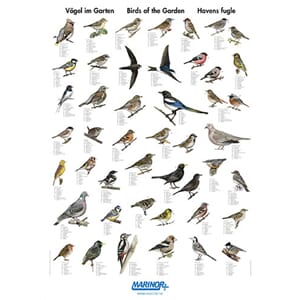 Plakat hagens Fugler