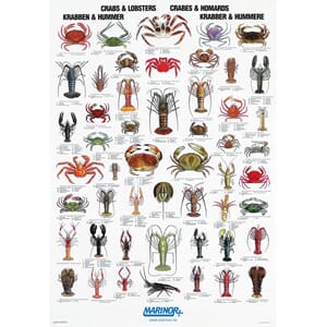 Plakat Krabber & Hummere
